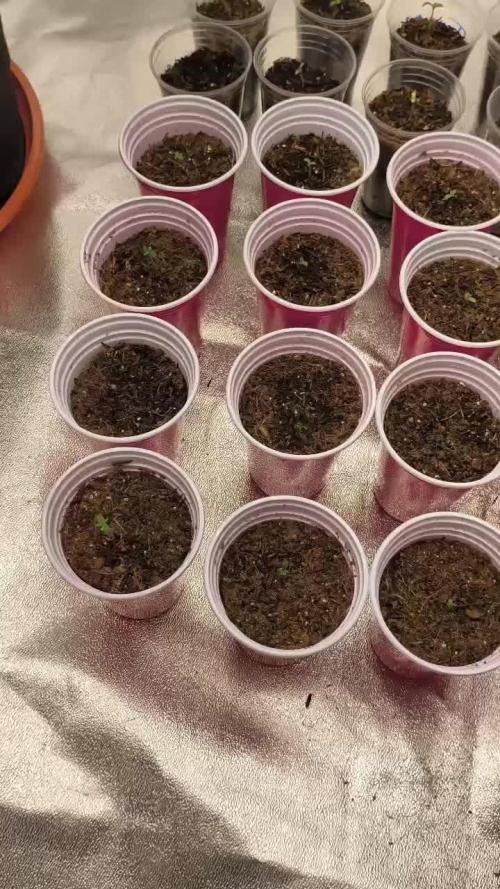 20 plants high resin