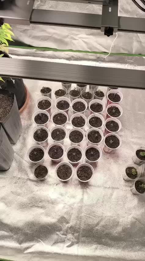 20 plants high resin