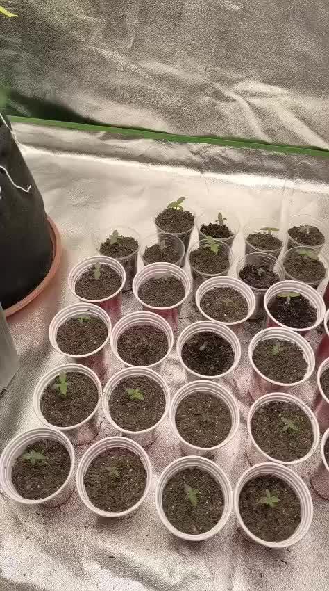 20 plants high 🍎⛽️🍉🍍🥥