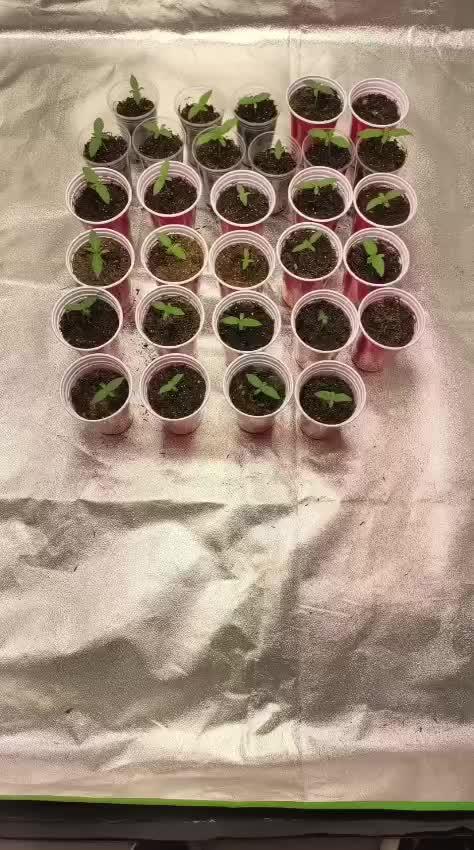 20 plants high 🍎⛽️🍉🍍🥥
