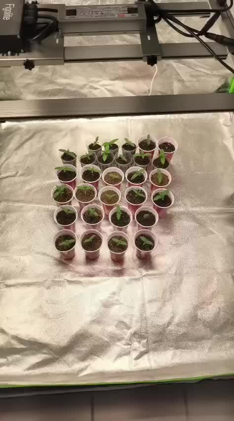 20 plants high 🍎⛽️🍉🍍🥥