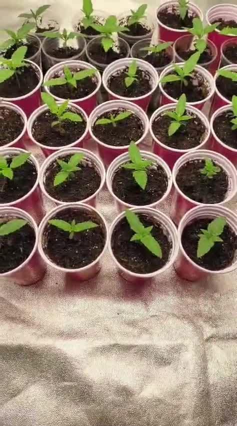 20 plants high 🍎⛽️🍉🍍🥥