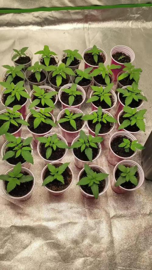 20 plants high 🍎⛽️🍉🍍🥥