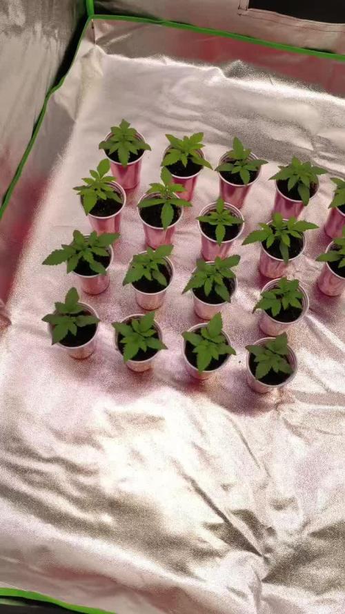 20 plants high 🍎⛽️🍉🍍🥥