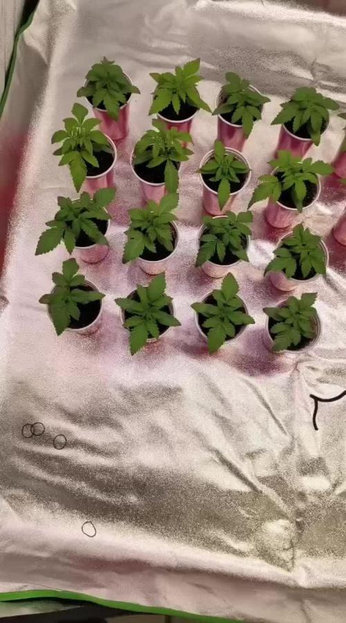 20 plants high 🍎⛽️🍉🍍🥥