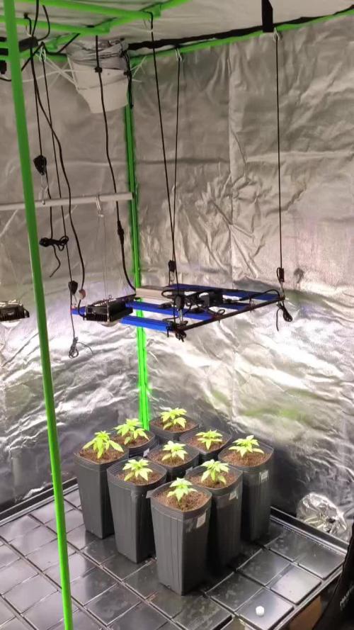 20 plants high 🍎⛽️🍉🍍🥥