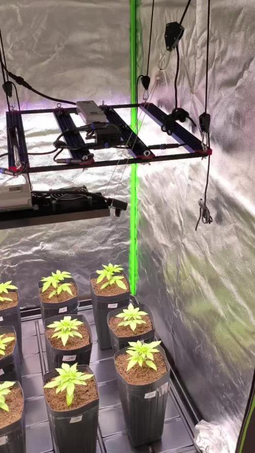 20 plants high 🍎⛽️🍉🍍🥥