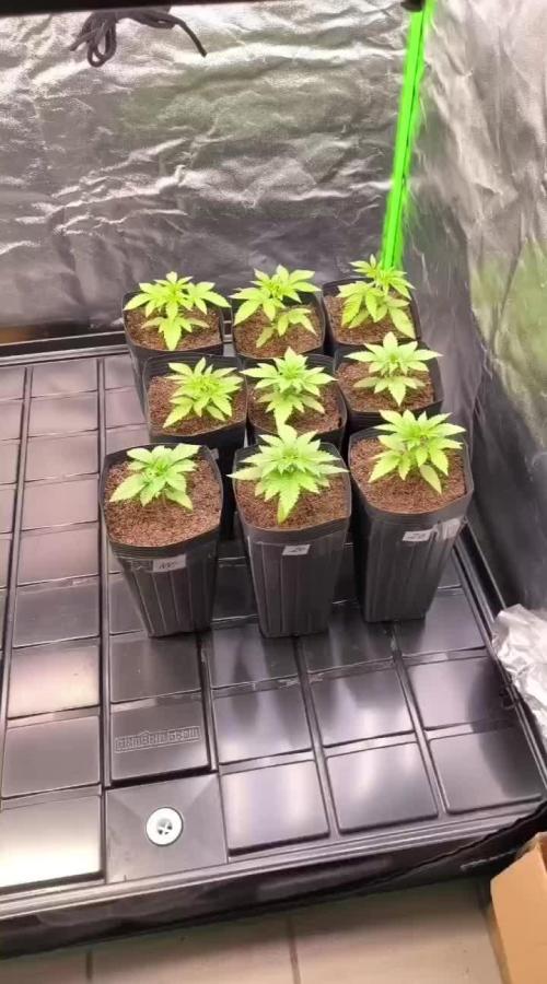 20 plants high 🍎⛽️🍉🍍🥥