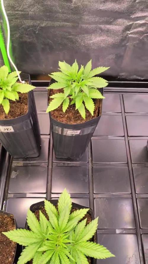 20 plants high 🍎⛽️🍉🍍🥥