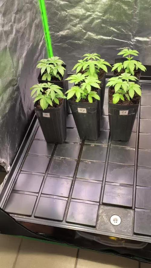 20 plants high 🍎⛽️🍉🍍🥥