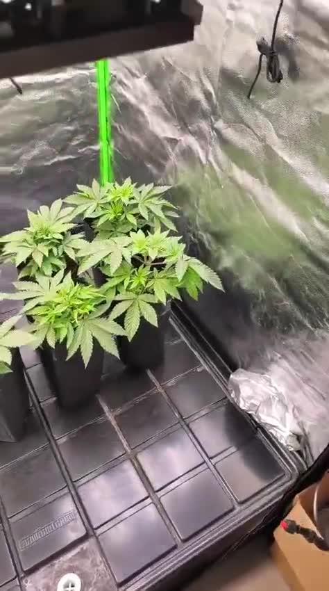 20 plants high 🍎⛽️🍉🍍🥥