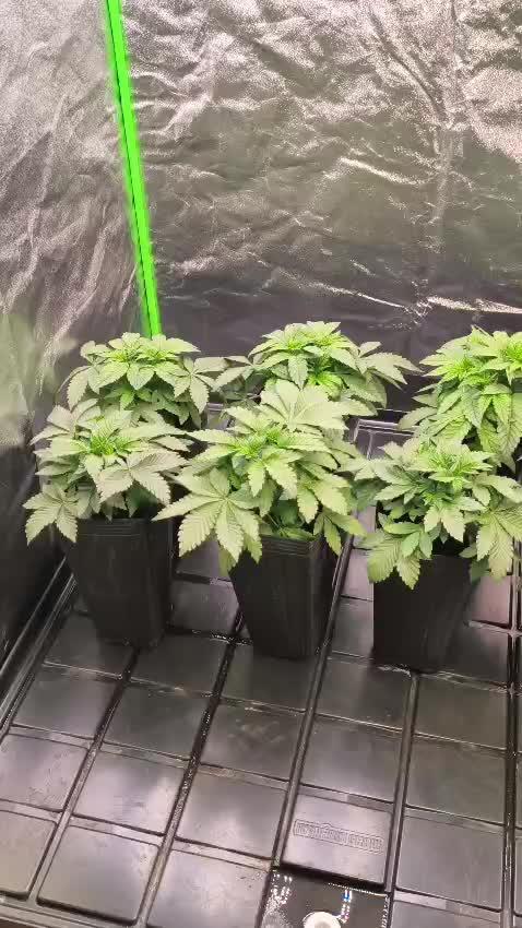 20 plants high 🍎⛽️🍉🍍🥥