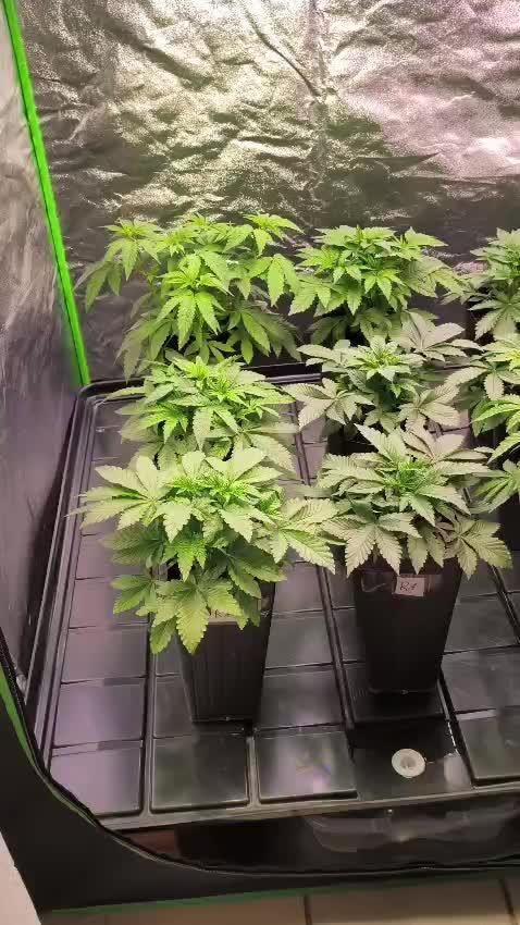 20 plants high 🍎⛽️🍉🍍🥥