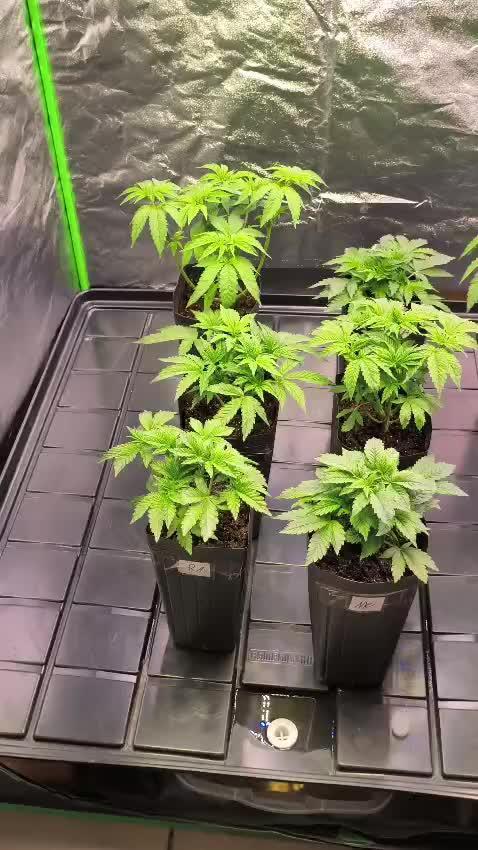 20 plants high 🍎⛽️🍉🍍🥥