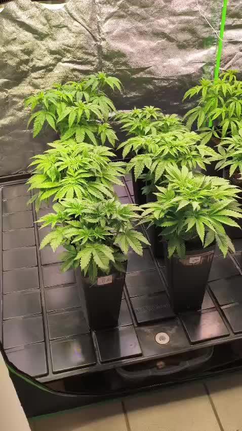 20 plants high 🍎⛽️🍉🍍🥥