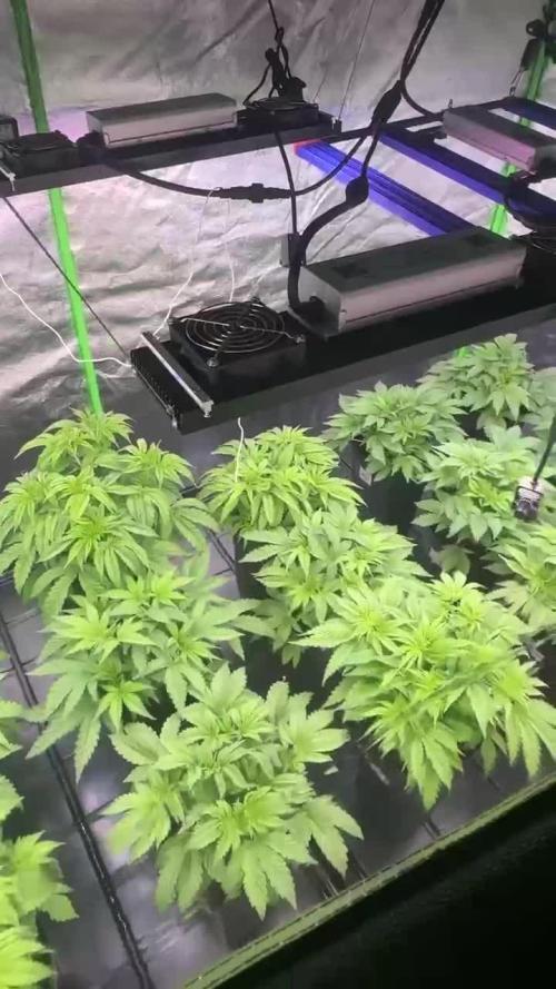 20 plants high 🍎⛽️🍉🍍🥥