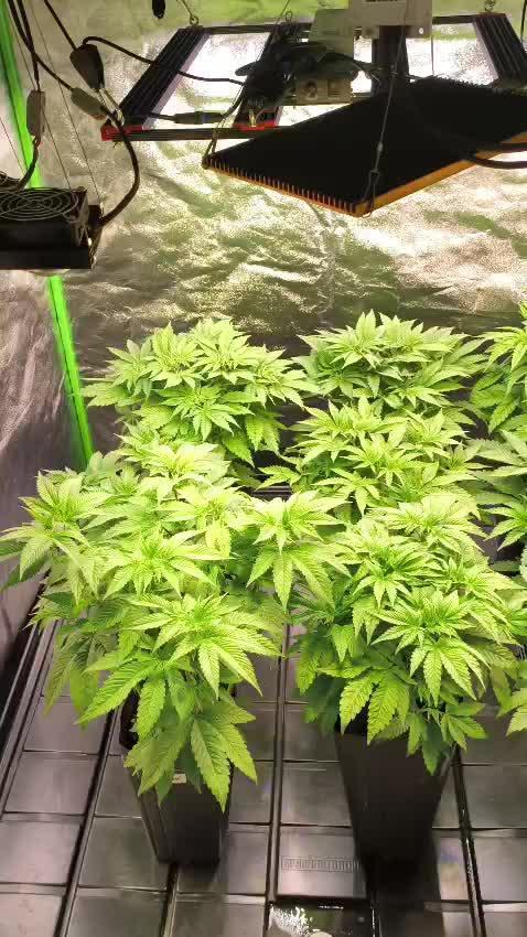20 plants high 🍎⛽️🍉🍍🥥