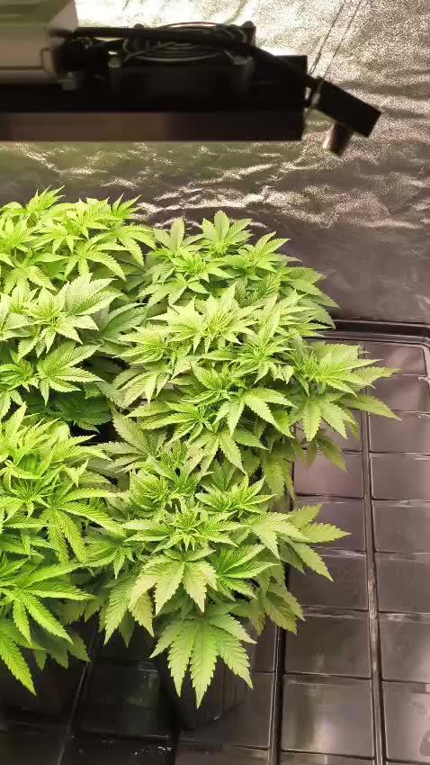 20 plants high 🍎⛽️🍉🍍🥥