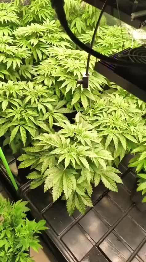 20 plants high 🍎⛽️🍉🍍🥥