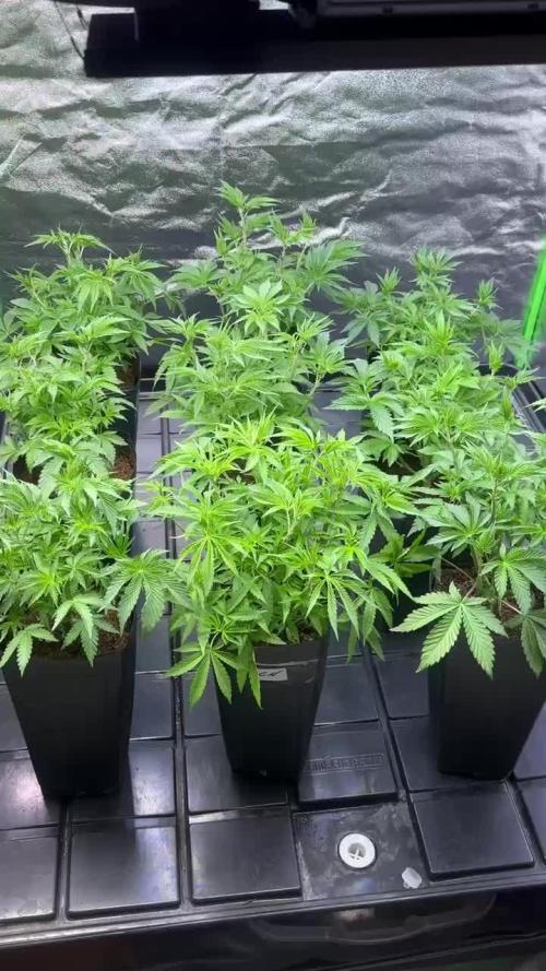 20 plants high 🍎⛽️🍉🍍🥥