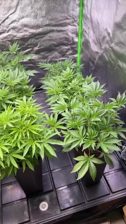 20 plants high 🍎⛽️🍉🍍🥥