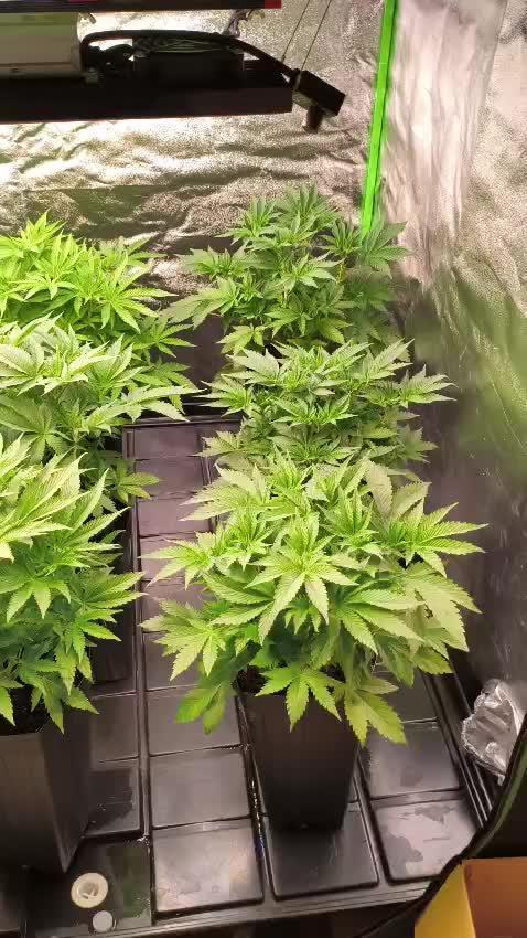20 plants high 🍎⛽️🍉🍍🥥