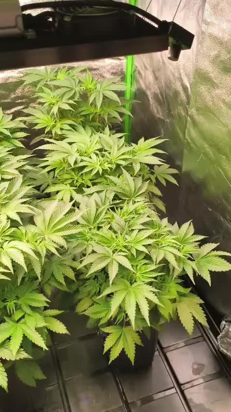 20 plants high 🍎⛽️🍉🍍🥥