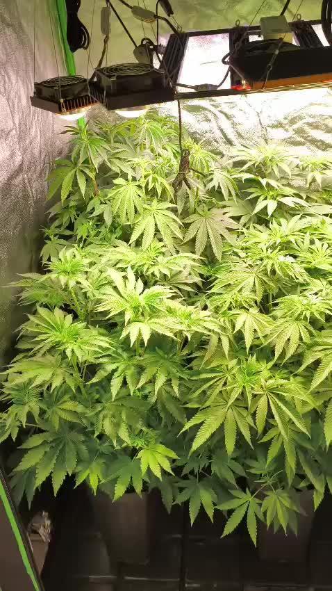 20 plants high 🍎⛽️🍉🍍🥥
