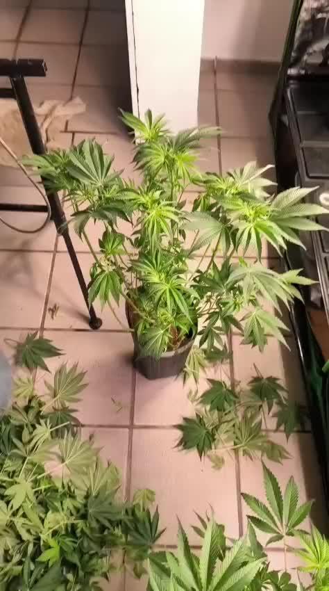 20 plants high 🍎⛽️🍉🍍🥥