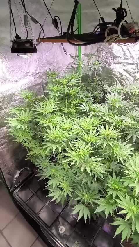 20 plants high 🍎⛽️🍉🍍🥥