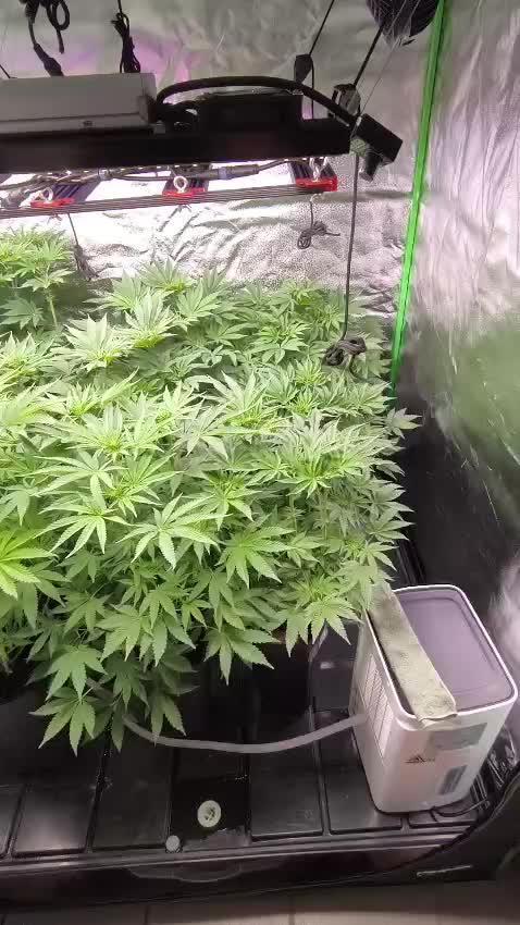 20 plants high 🍎⛽️🍉🍍🥥
