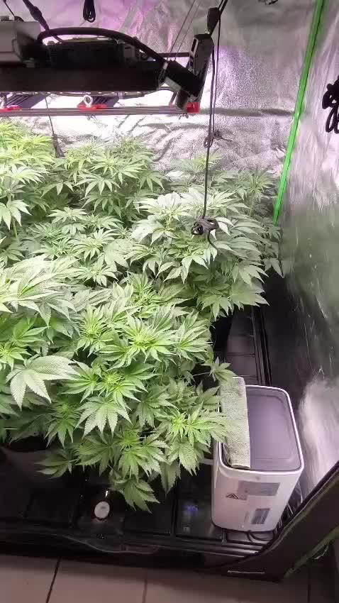 20 plants high 🍎⛽️🍉🍍🥥
