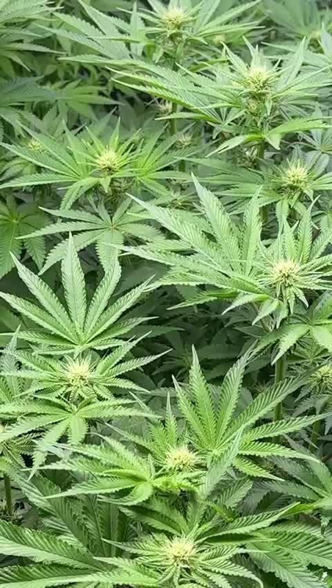20 plants high 🍎⛽️🍉🍍🥥