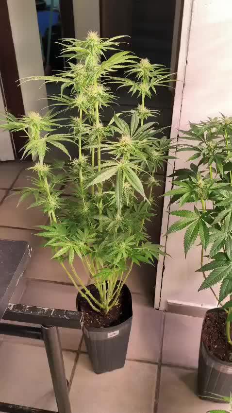 20 plants high 🍎⛽️🍉🍍🥥