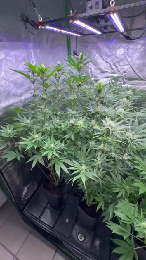 20 plants high 🍎⛽️🍉🍍🥥