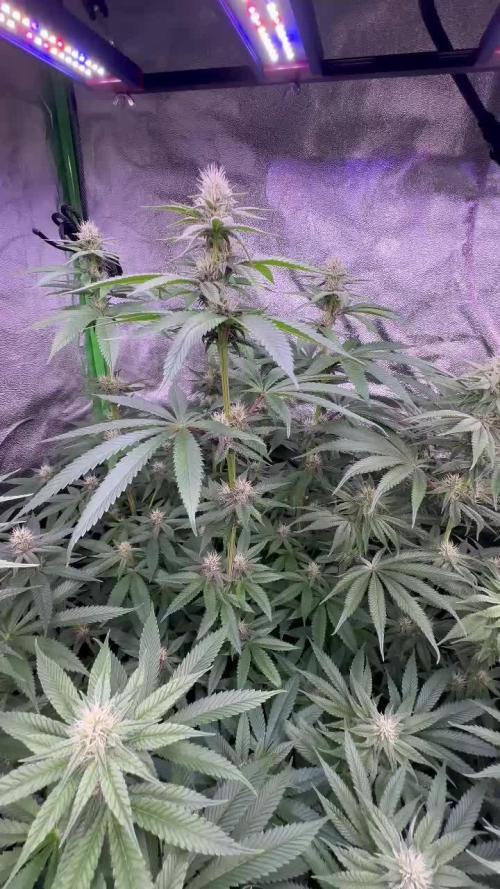 20 plants high 🍎⛽️🍉🍍🥥