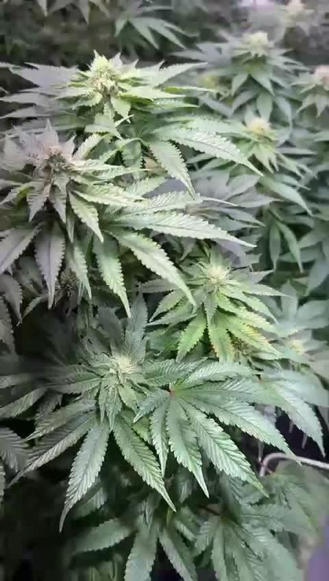 20 plants high 🍎⛽️🍉🍍🥥