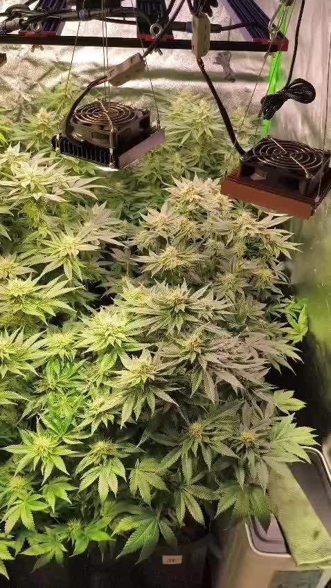 20 plants high 🍎⛽️🍉🍍🥥