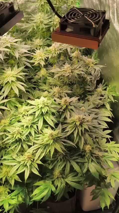 20 plants high 🍎⛽️🍉🍍🥥