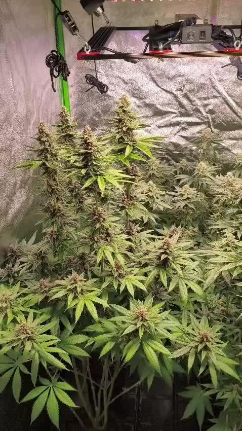 20 plants high 🍎⛽️🍉🍍🥥