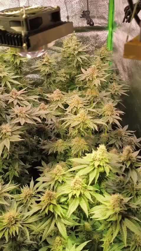 20 plants high 🍎⛽️🍉🍍🥥