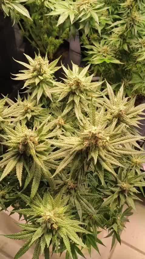 20 plants high 🍎⛽️🍉🍍🥥