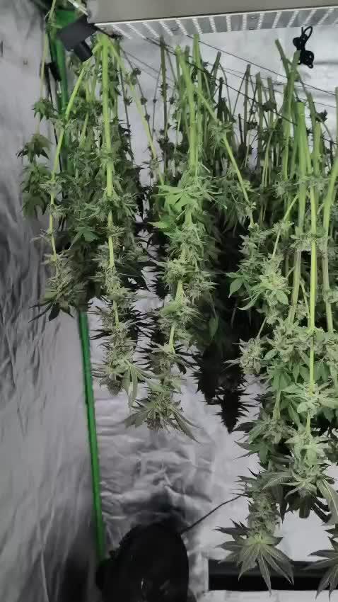 20 plants high 🍎⛽️🍉🍍🥥