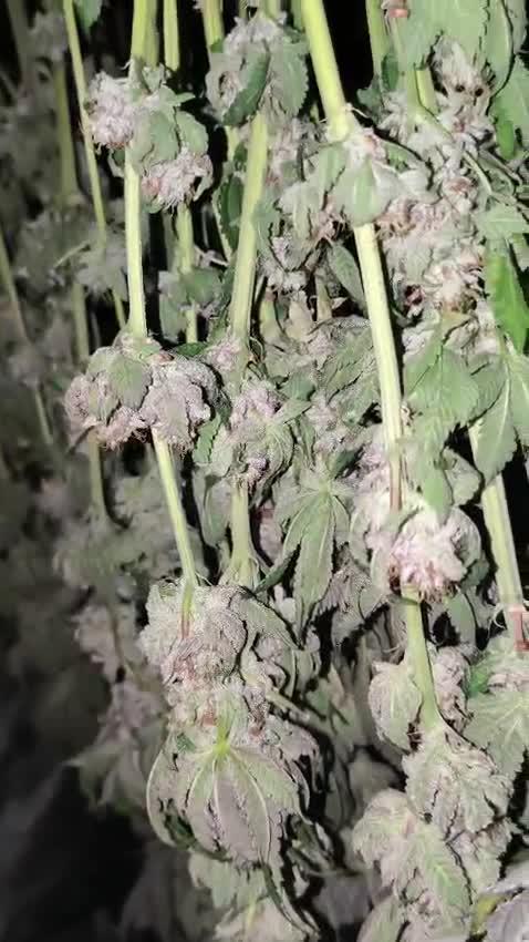 20 plants high 🍎⛽️🍉🍍🥥