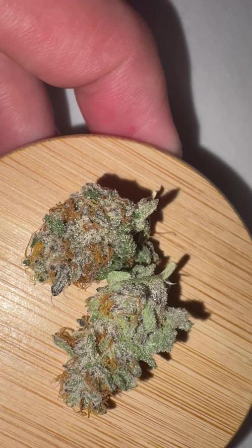 20 plants high 🍎⛽️🍉🍍🥥