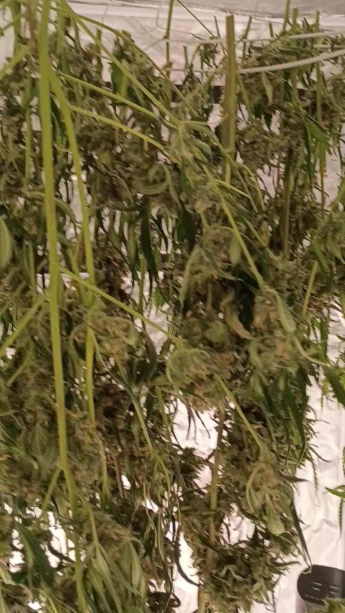 Mango Smile x Fugue State Auto