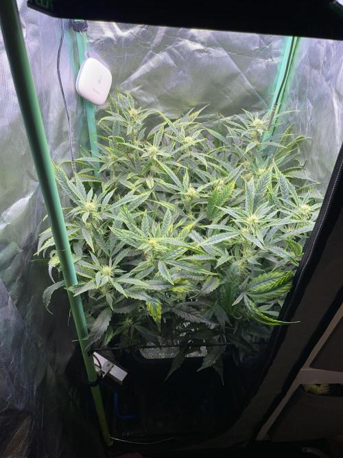 Double Grape. Week 8 - D56.