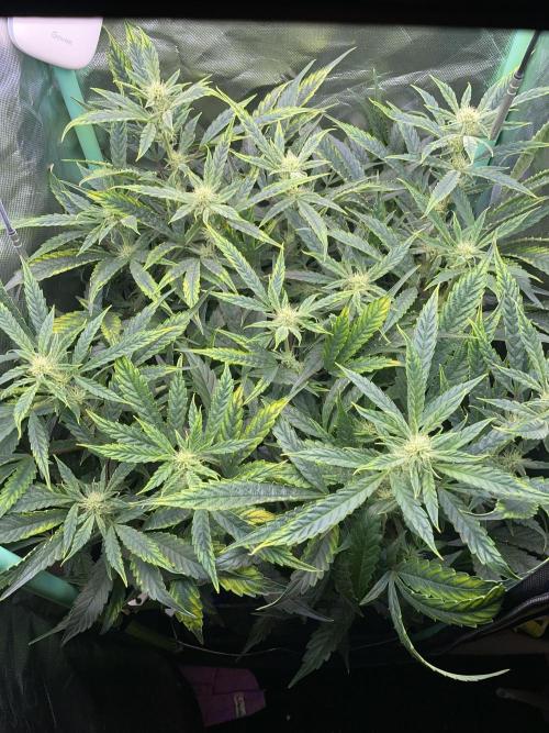 Double Grape. Week 8 - D56.