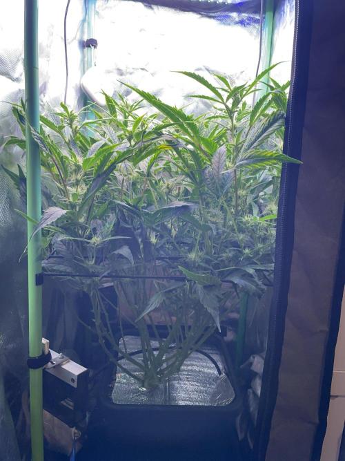 Double Grape. Week 8 - D56.