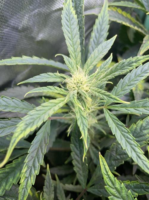 Double Grape. Week 8 - D56.